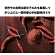 日本 一蘭拉麵 特制秘傳辣椒粉 14g（素食可）