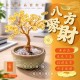 money滾滾來~🌳黃金水晶發財樹